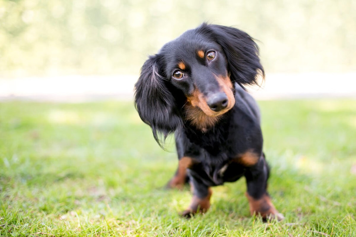 Do Long Haired Dachshunds Shed? A Complete Guide