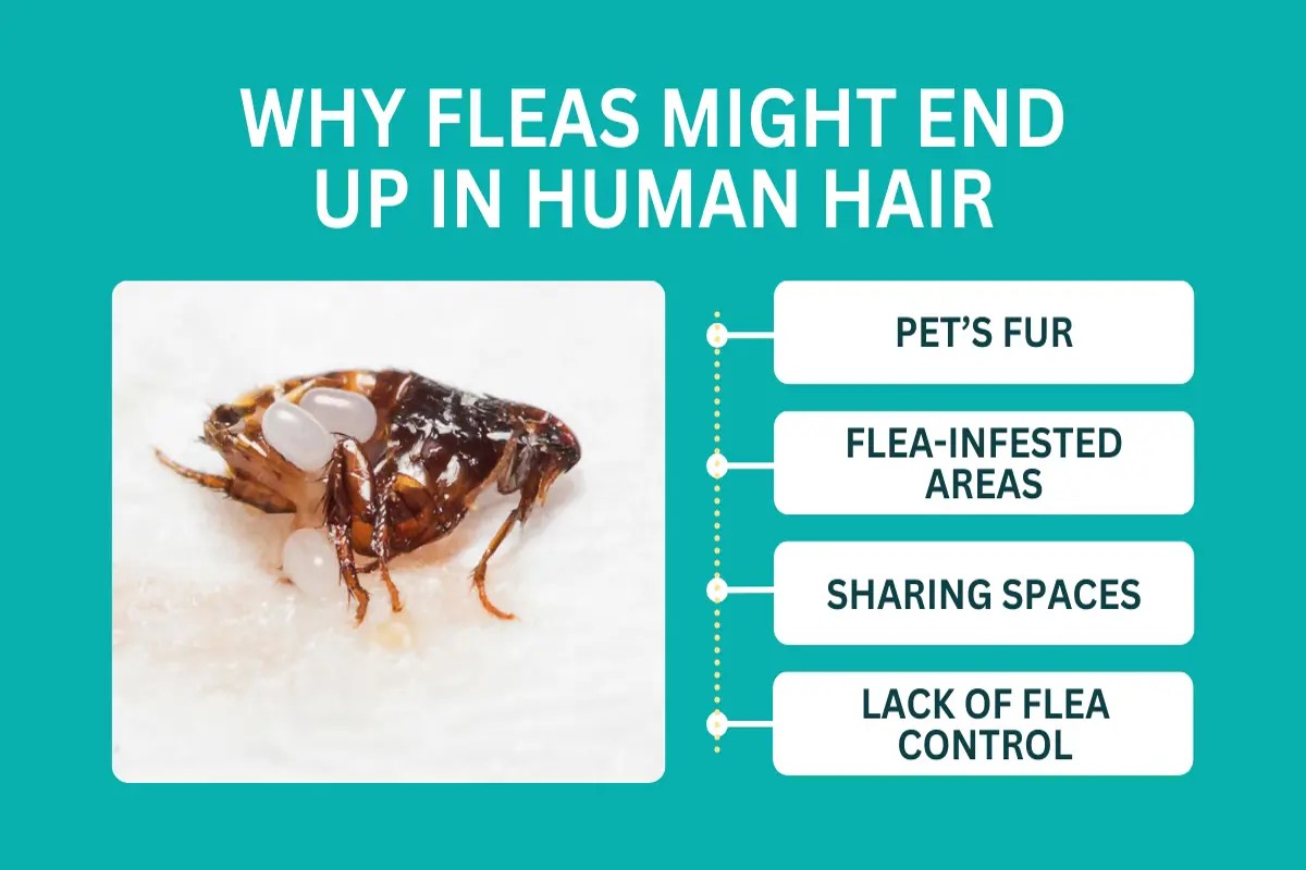 Will Fleas Live in Human Hair? Understanding Their Behavior
